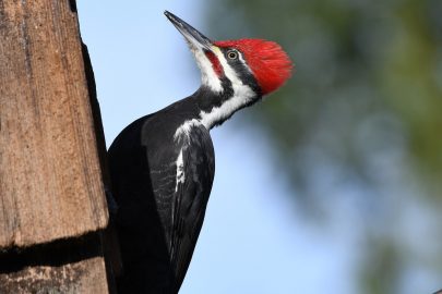 Pileated Woodpecker for identification in west virginia