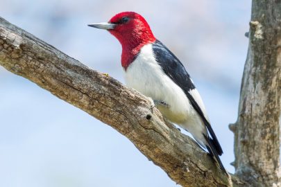 Red Headed Woodpecker