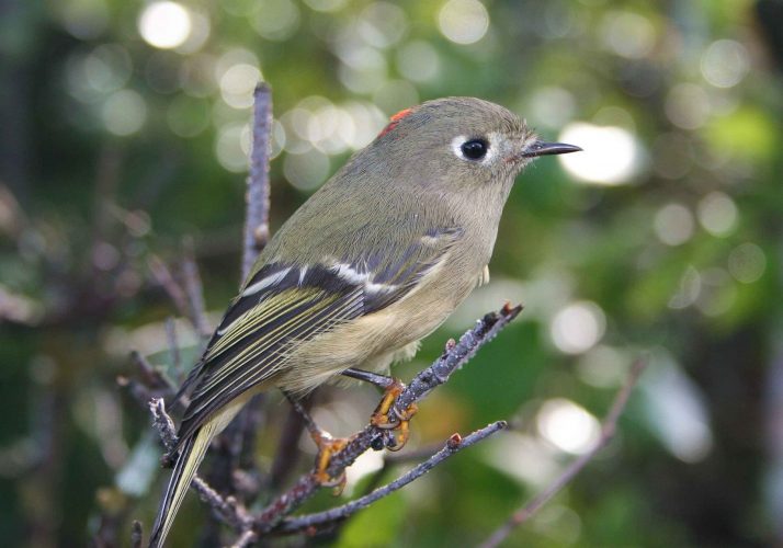 ruby crowned kinglet