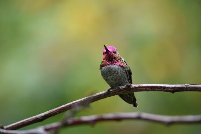 ruby throated hummingbird