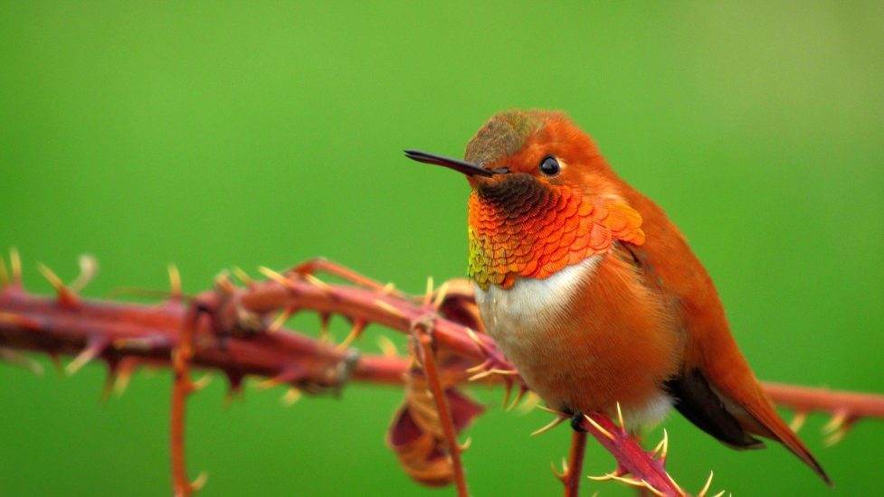 rufous-hummingbird rufous-hummingbird