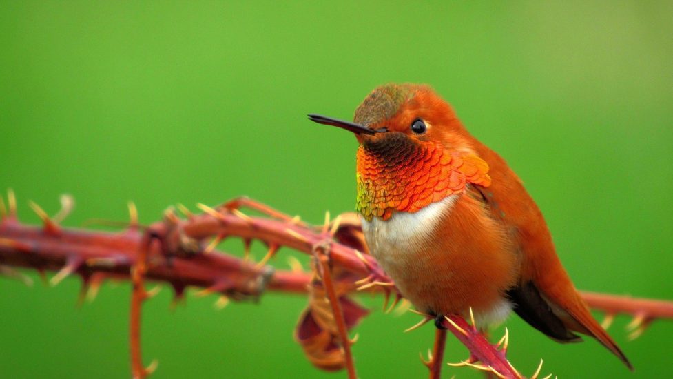 rufous-hummingbird