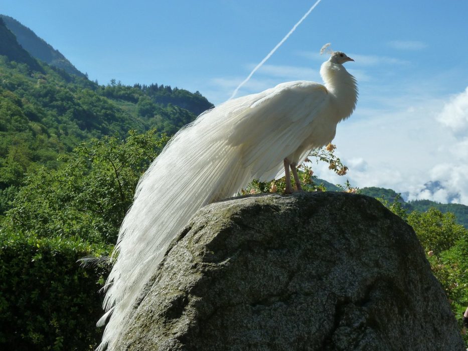 white peacock bird