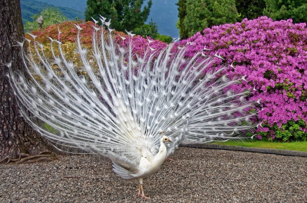 white peacock